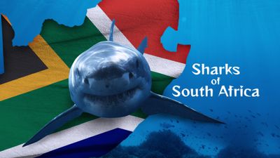 Season 2000, Episode 00 Air Jaws: Sharks of South Africa