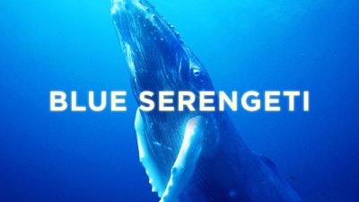 Season 29, Episode 15 Blue Serengeti