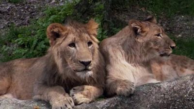 Season 02, Episode 25 Best of Edge of Africa: Lions, Lemurs & Meerkats