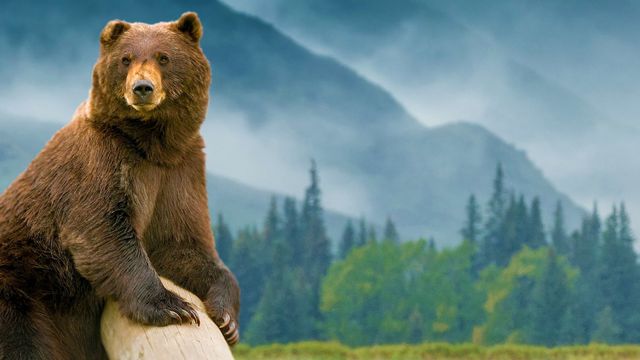 Kodiak Backdrop