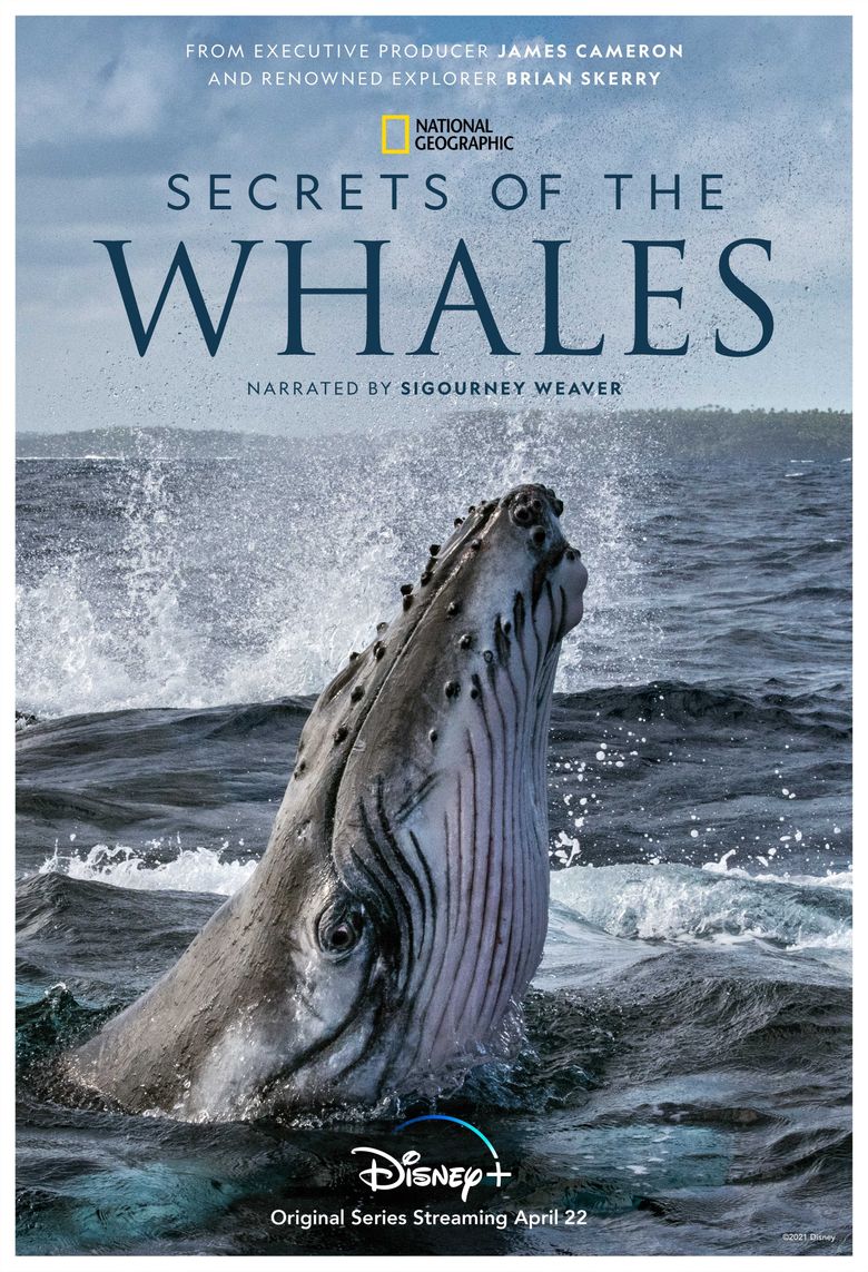 Secrets of the Whales Poster